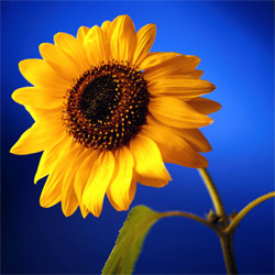 To the Sunflower1.jpg